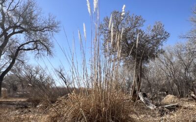 Ravenna Grass