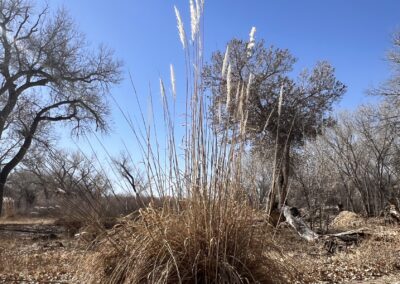 Ravenna Grass