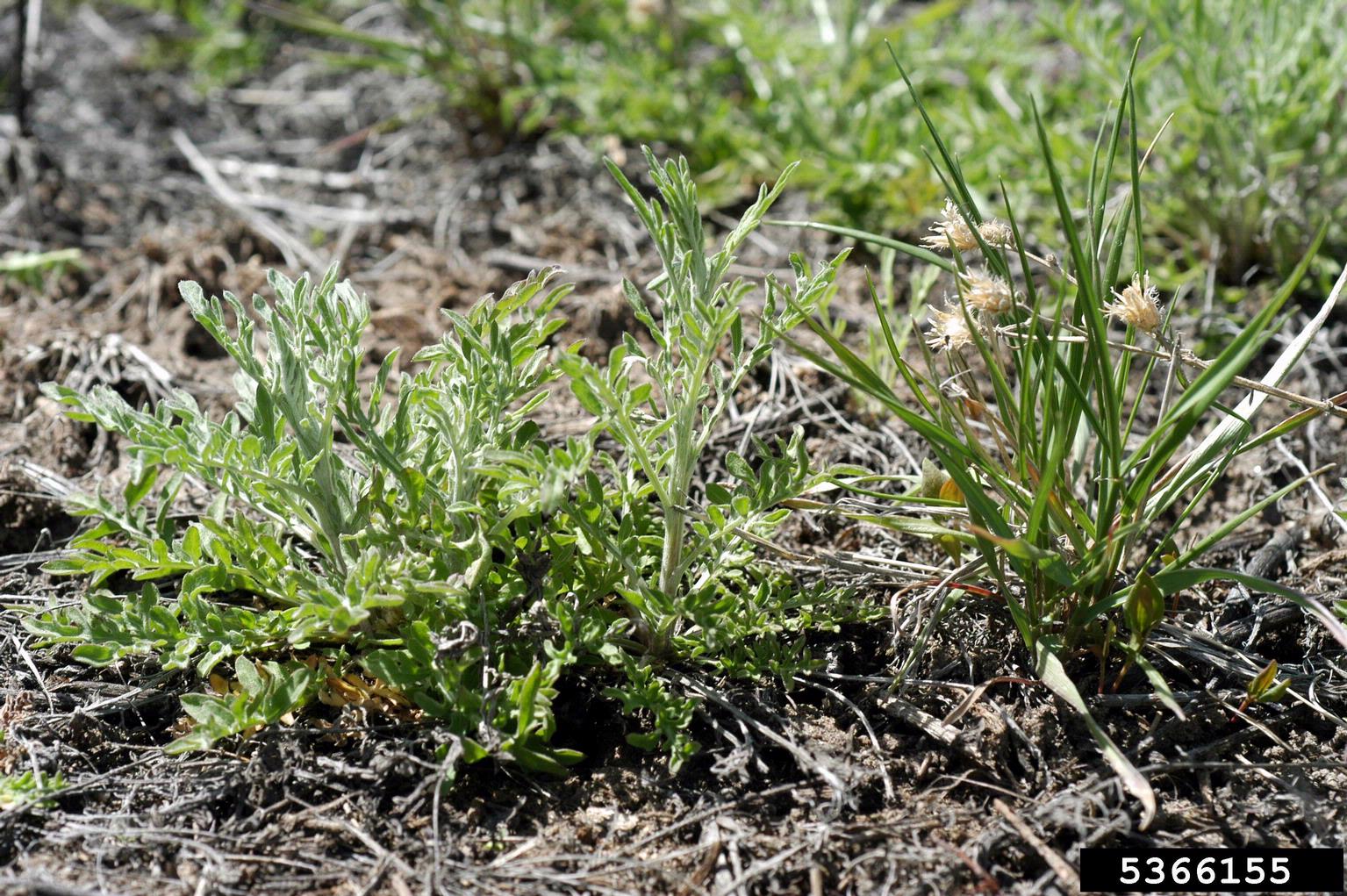 Canada Thistle plant with blooms
