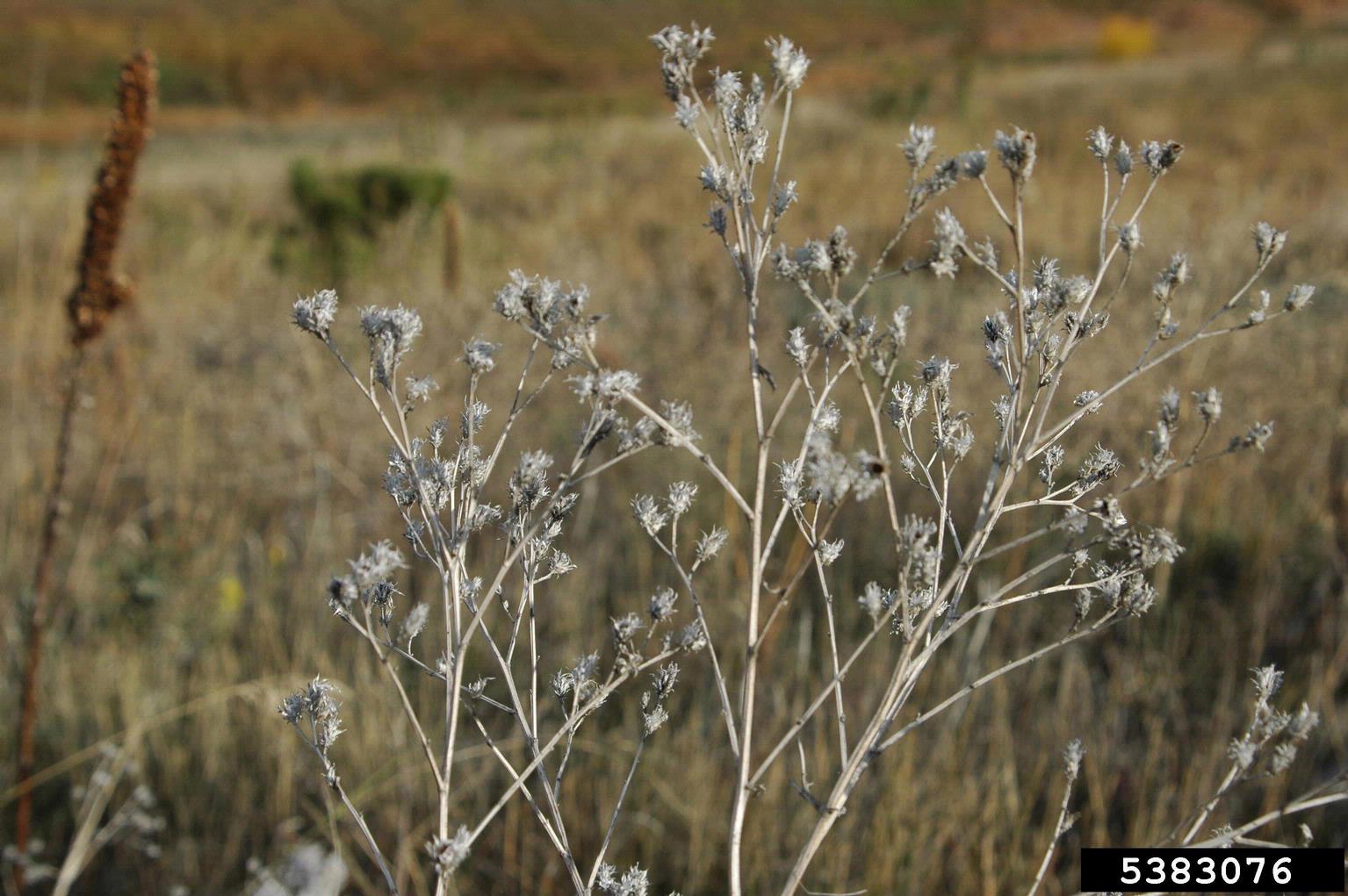 Canada Thistle plant with blooms