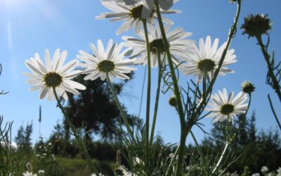 Scentless Chamomile