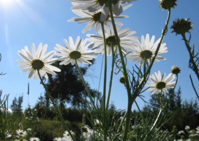 Scentless Chamomile