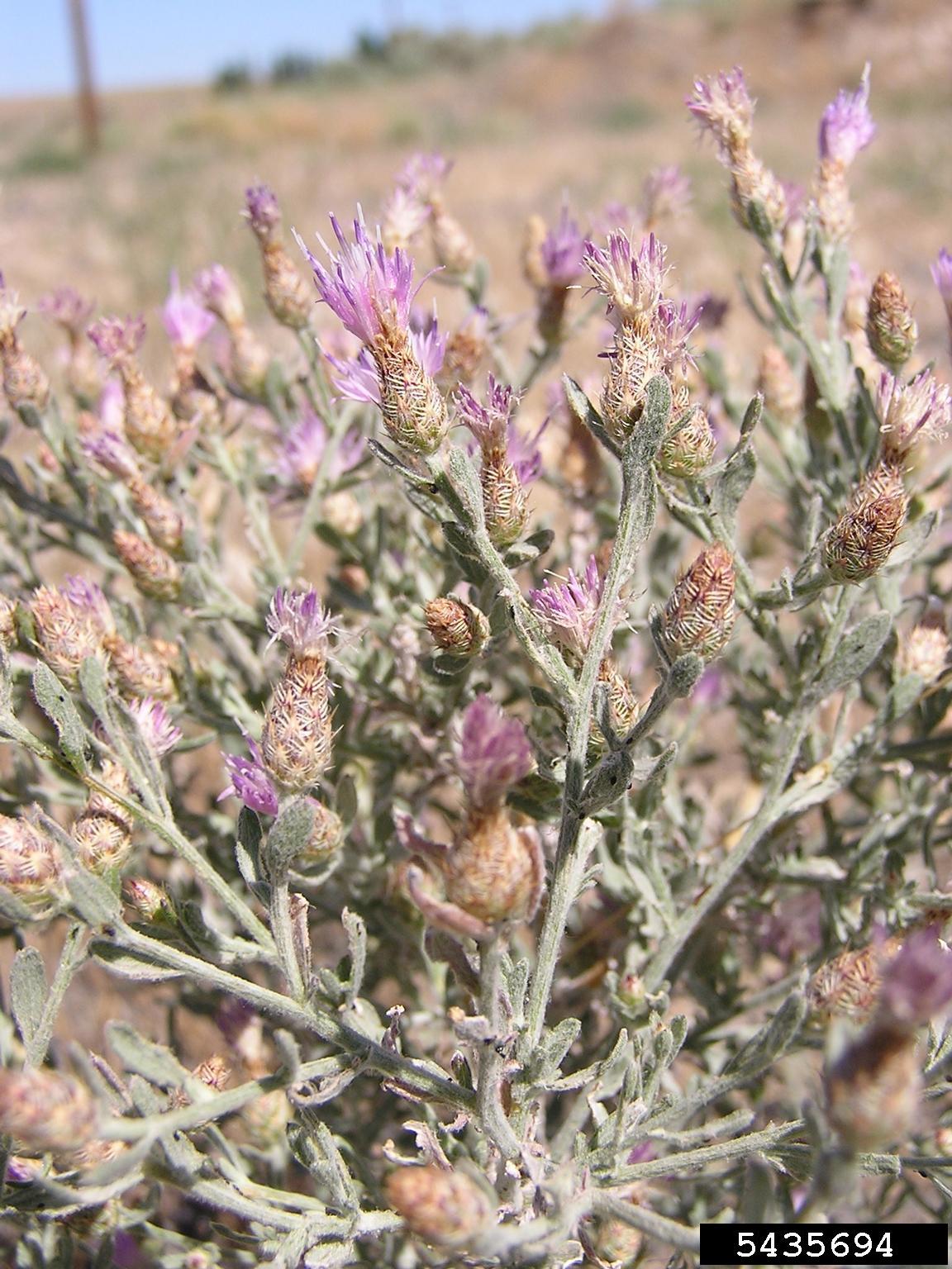 Canada Thistle plant with blooms