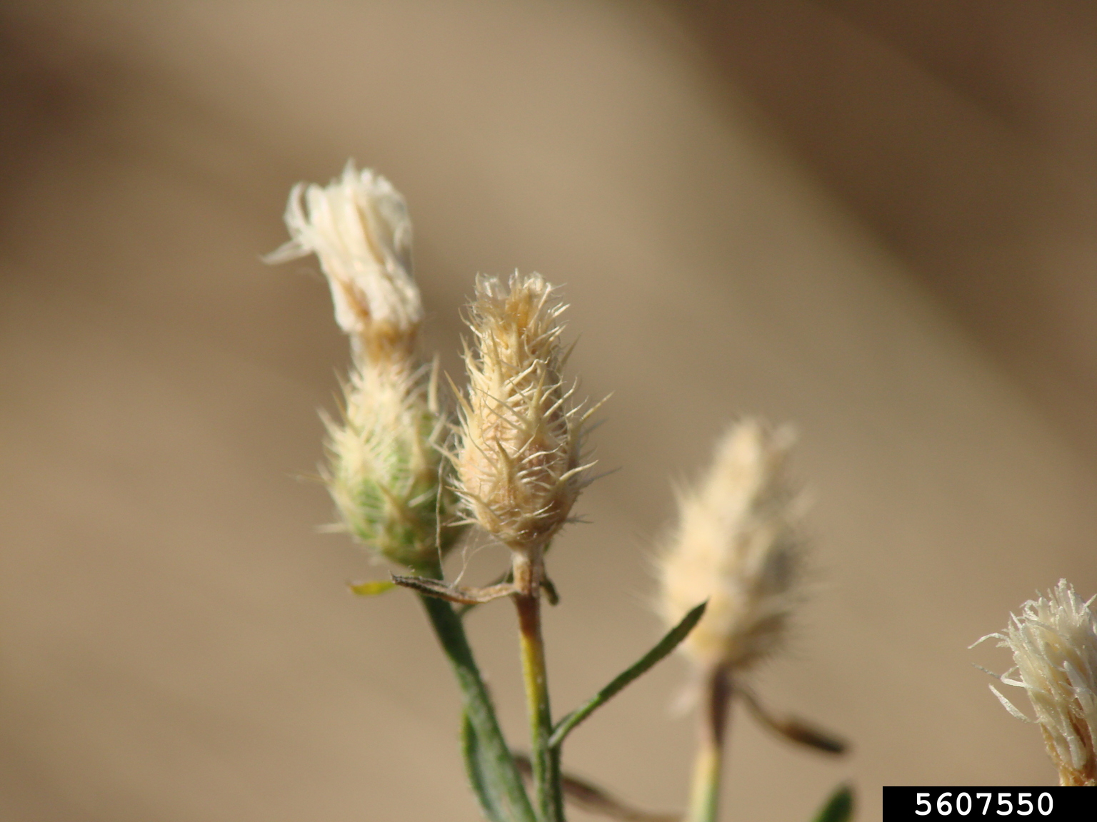 Canada Thistle plant with blooms