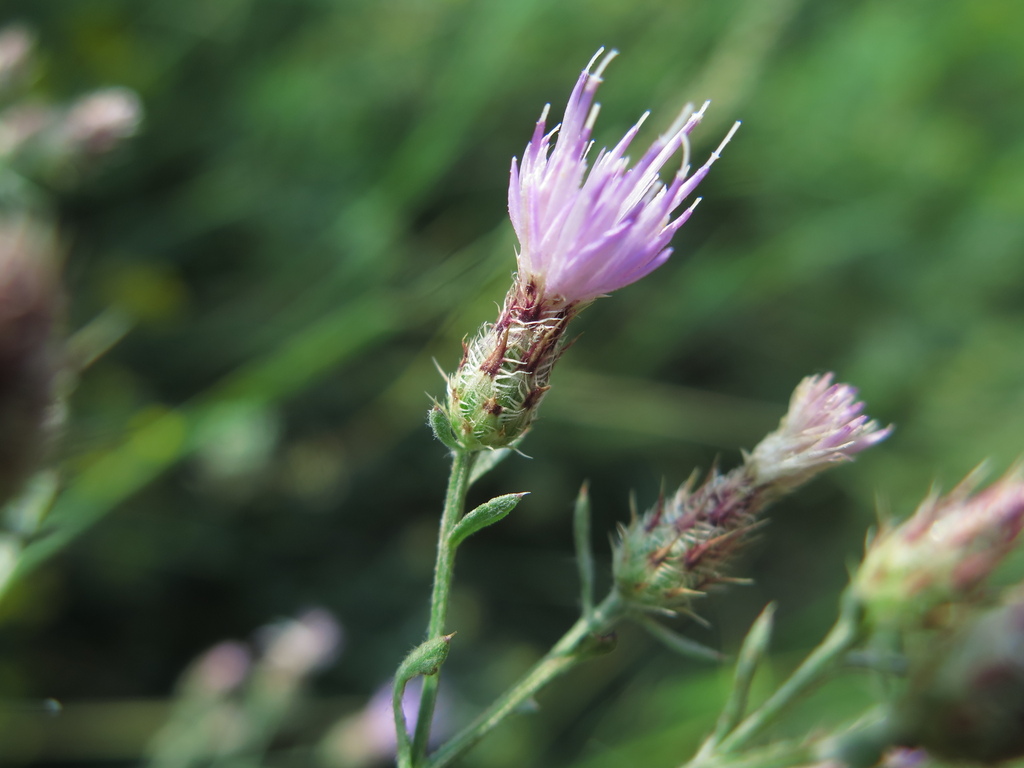 Canada Thistle plant with blooms