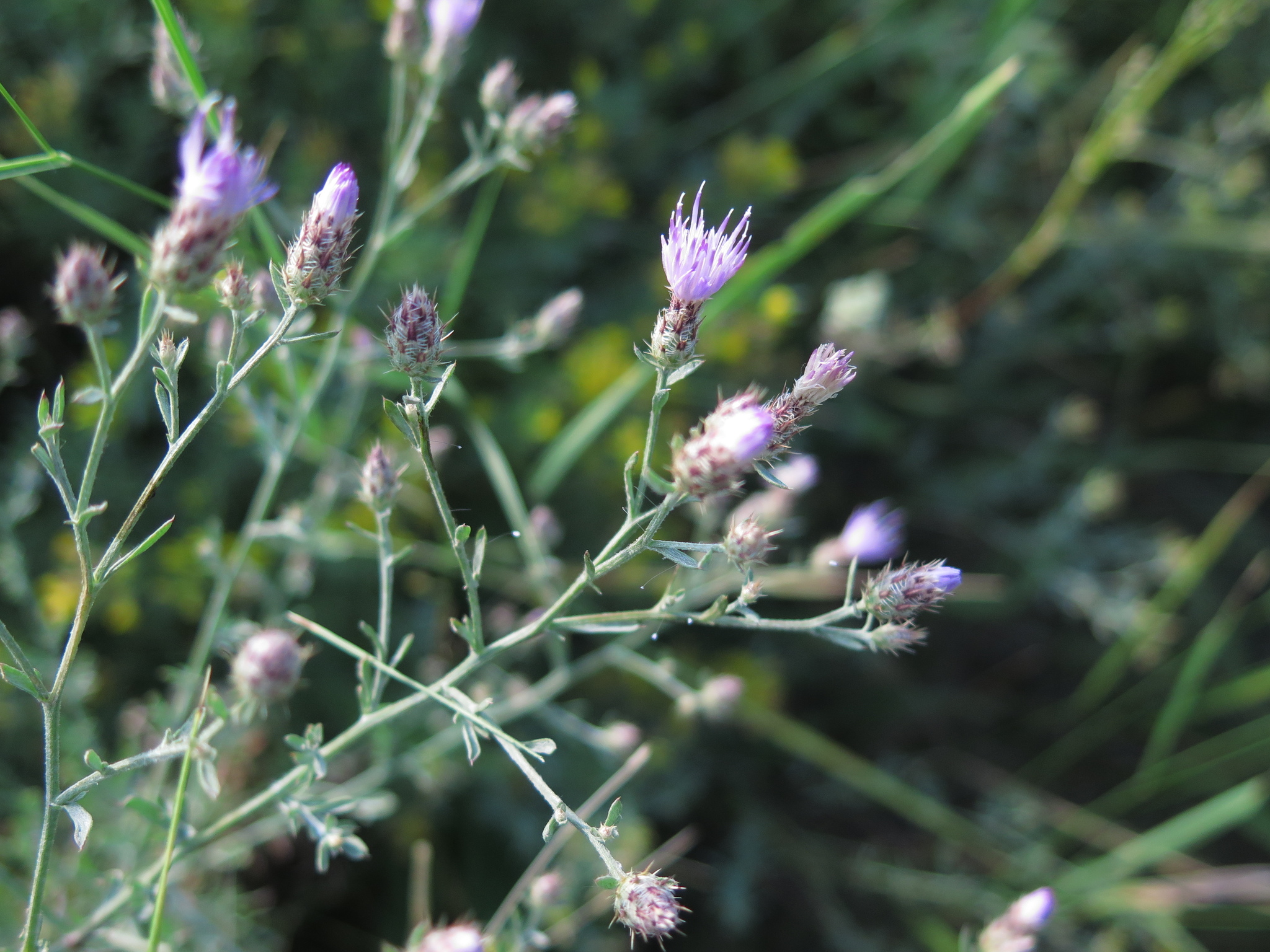 Canada Thistle plant with blooms