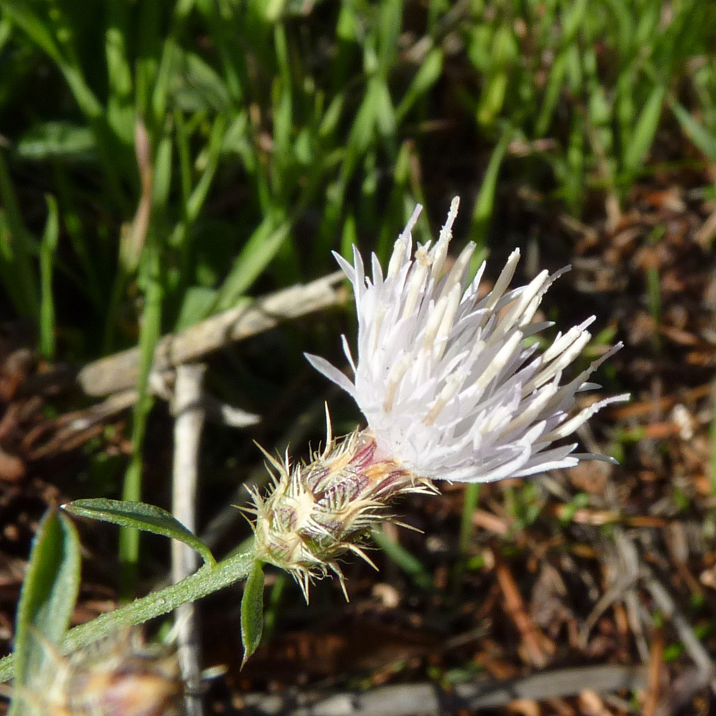 Canada Thistle plant with blooms