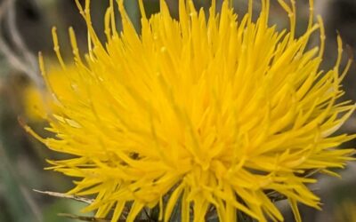 Yellow Starthistle