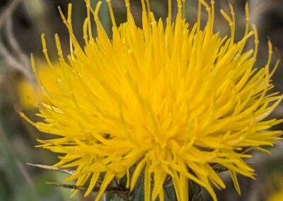 Yellow Starthistle