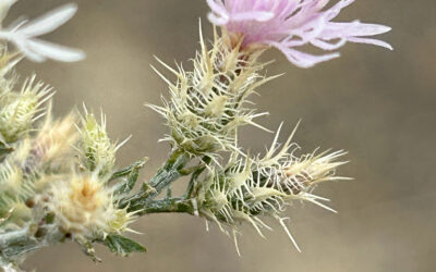 Diffuse Knapweed