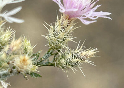 Diffuse Knapweed