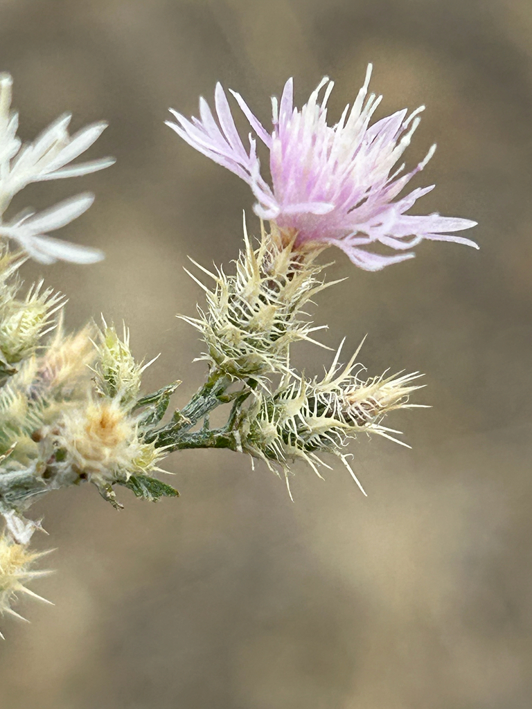 Canada Thistle plant with blooms