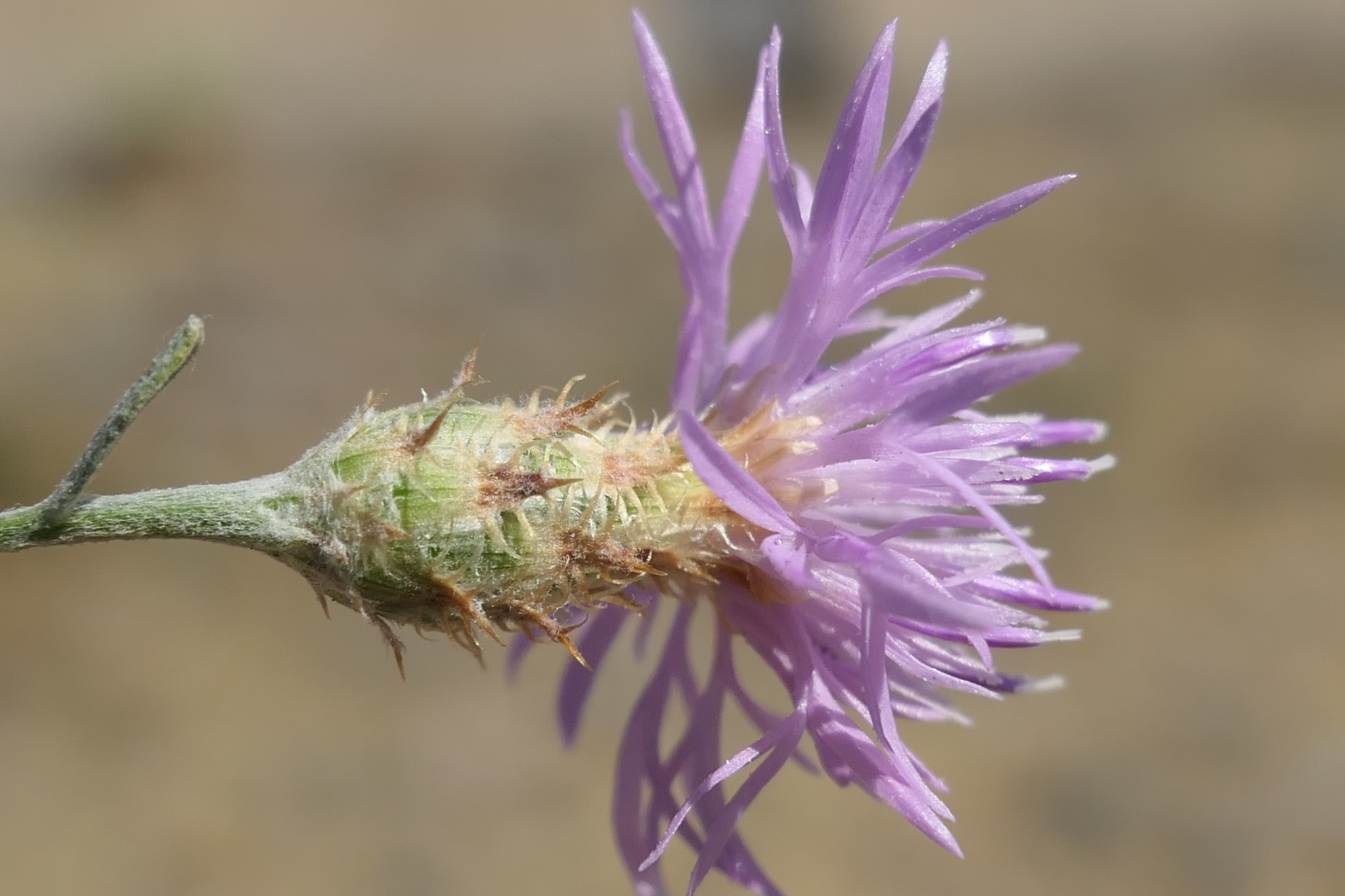 Canada Thistle plant with blooms