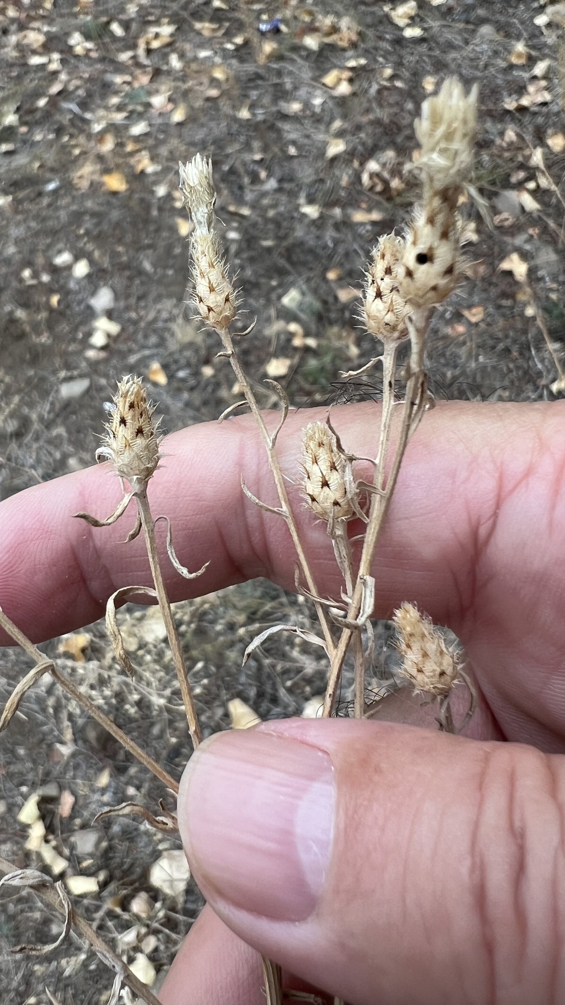 Canada Thistle plant with blooms