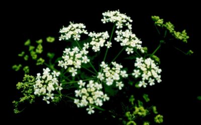 Poison Hemlock