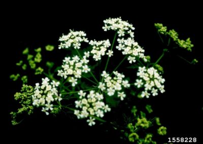 Poison Hemlock