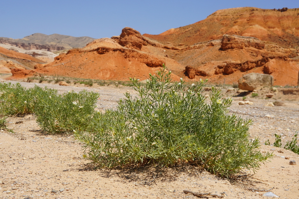 A desert landscape is shown with sparse vegetation in the foreground and red rock formations in the background. The vegetation consists of small, green, bushy plants growing in sandy soil. The rock formations display layered textures and varying shades of orange and red, suggesting geological stratification. The sky is clear and blue, indicating a dry climate. Lighting is natural, emphasizing the contrast between the hardy plants and the dramatic terrain.