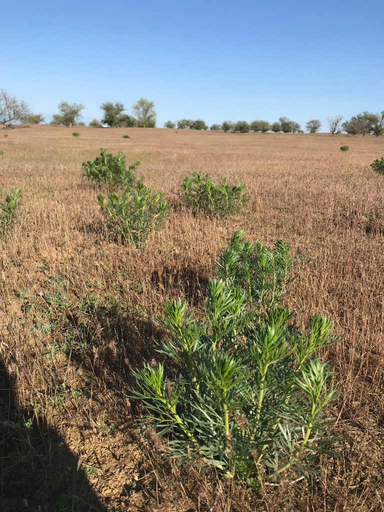 A dry, grassy field is shown with sparse vegetation. The ground is covered with brown, dried grass, and scattered green shrubs or small bushes grow throughout the area. In the background, more trees or shrubs dot the horizon beneath a clear blue sky.
