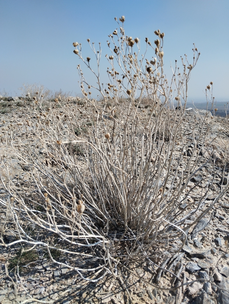 A dry, leafless shrub is shown growing in a rocky, arid landscape. It has numerous thin, pale branches extending upward and outward, with small, dried seed pods or flower remnants at the tips. The ground is covered with light-colored rocks and sparse vegetation, indicating a desert or semi-desert environment. 