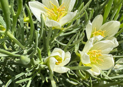 A close-up view shows a plant with several blooming white flowers, each with elongated petals and prominent yellow stamens at the center. The surrounding foliage consists of densely packed, needle-like green leaves. The contrast between the delicate floral structures and the textured greenery is emphasized by natural lighting.