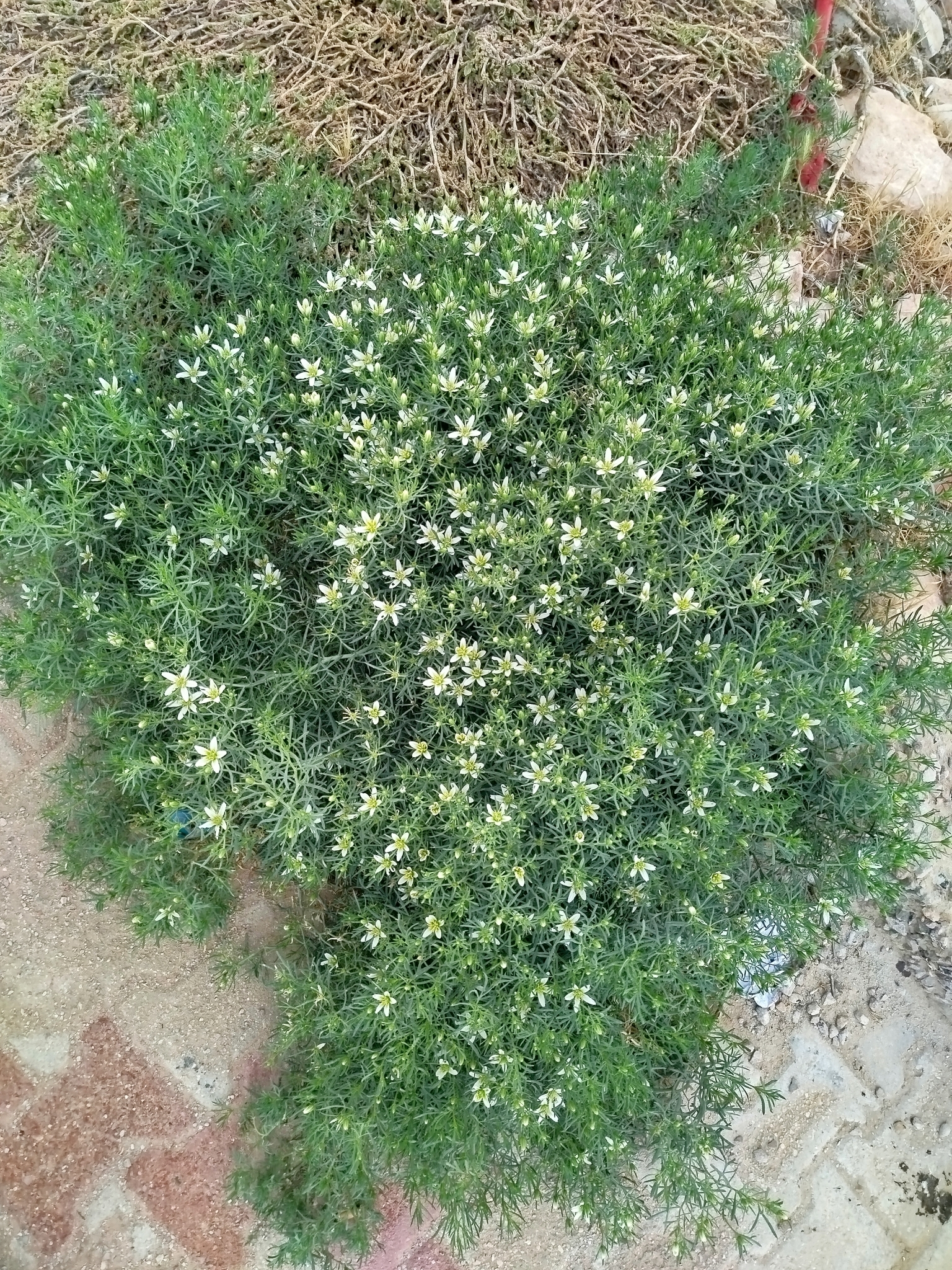 A dense green bush is shown growing in soil adjacent to a paved area with interlocking tiles. The plant has fine, needle-like leaves and bears numerous small white flowers scattered throughout its foliage. In the background, dried grass and rocks are visible. Lighting is natural, highlighting the contrast between the lush vegetation and the surrounding dry and paved surfaces.