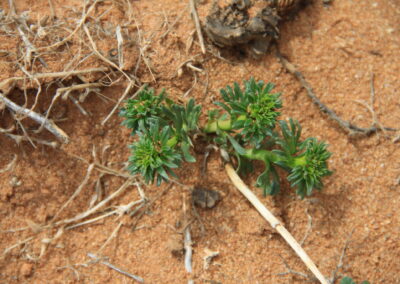 A small green succulent plant is shown growing in reddish-brown sandy soil. The plant has thick, fleshy leaves arranged in a rosette pattern. Surrounding it are dry twigs and exposed roots embedded in the soil, suggesting a dry, possibly desert-like habitat. The lighting is natural, emphasizing the texture of the leaves and the contrast between the plant and its arid environment.