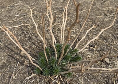 A small plant is shown growing in dry, barren soil. It has a central cluster of green, needle-like leaves and several long, thin, dry stems extending outward in various directions. The surrounding ground is covered with dry grass and exposed soil, suggesting an arid or drought-affected environment.