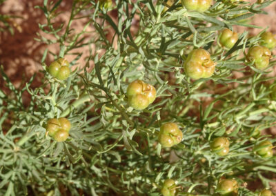 A close-up view shows a green plant with narrow, elongated leaves and multiple round, greenish-brown seed pods clustered along the stems. The seed pods have a slightly glossy surface and appear to be in early development. The plant is growing in dry, sandy soil, suggesting adaptation to arid conditions.