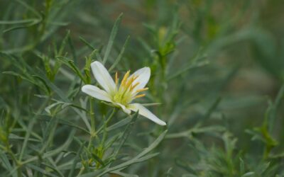 African Rue