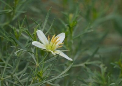 African Rue