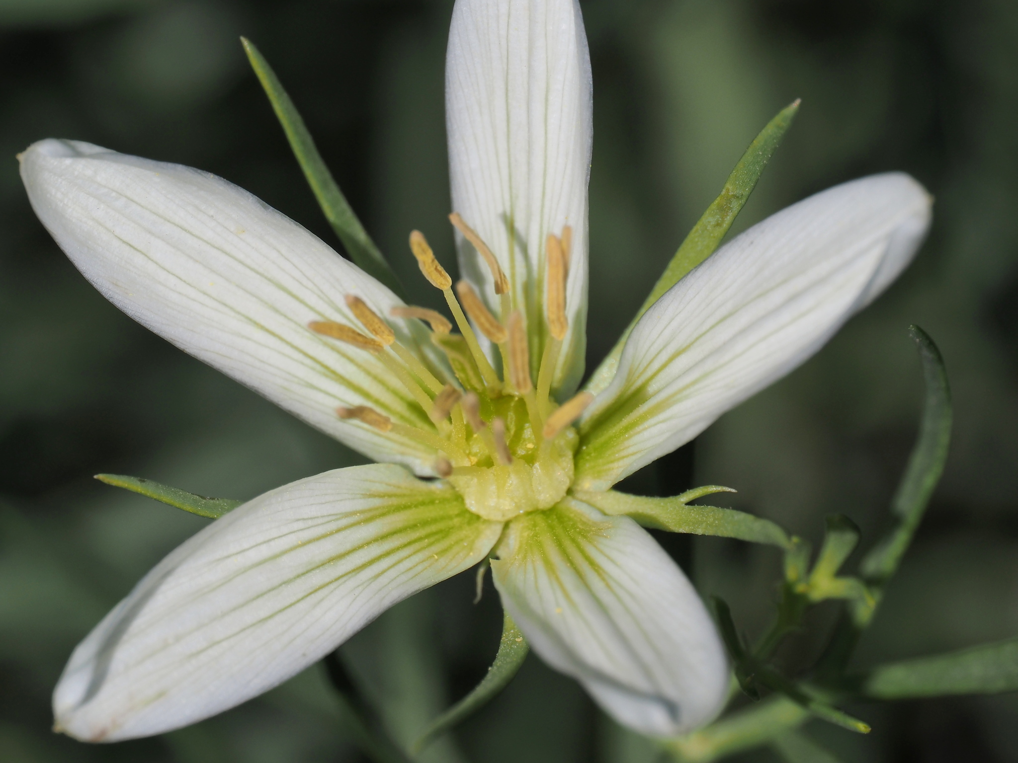 A close-up view shows a white flower with six petals, each marked by green veins radiating from the center. The flower contains multiple yellowish stamens and a central pistil. Surrounding the bloom are slender green leaves. Lighting is natural, emphasizing the vein patterns and reproductive structures.