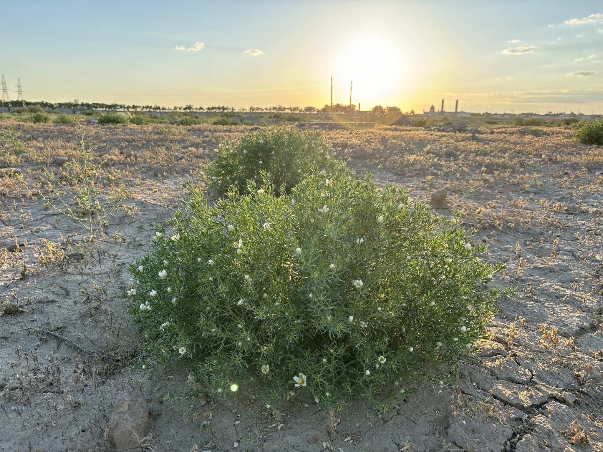 A dry, cracked landscape is shown with sparse vegetation in the foreground, dominated by a green bush bearing small white flowers. The sun is low on the horizon, casting warm golden light across the scene and suggesting either sunrise or sunset. In the background, industrial structures such as smokestacks and possible oil rigs are visible, indicating human activity in an otherwise arid environment.