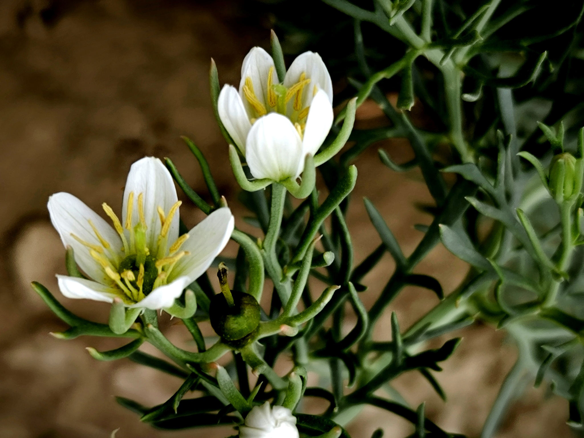A close-up view shows a flowering plant with white blossoms and green foliage. Each flower has five white petals with prominent yellow stamens at the center. The leaves are narrow, elongated, and arranged alternately along the stems. The plant is growing in soil, as indicated by the background. Lighting is natural, highlighting the floral structures and leaf arrangement.