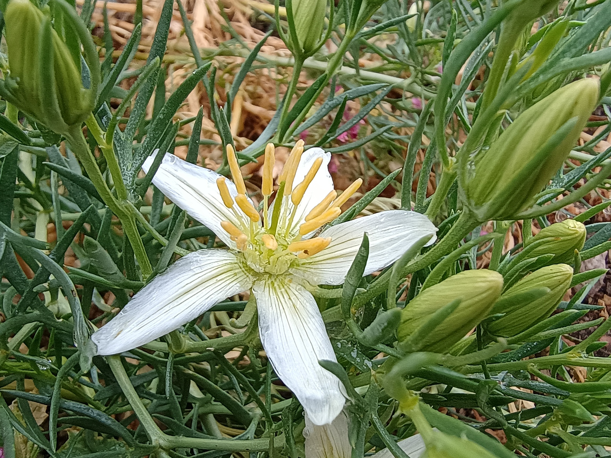 A close-up view shows a white flower with elongated petals and prominent yellow stamens at its center. Surrounding the bloom are numerous green buds and slender, needle-like leaves. The flower is in full bloom, while the surrounding buds remain closed, indicating varied growth stages. The background includes dried grass or straw, providing contrast to the vibrant foliage and petals. 