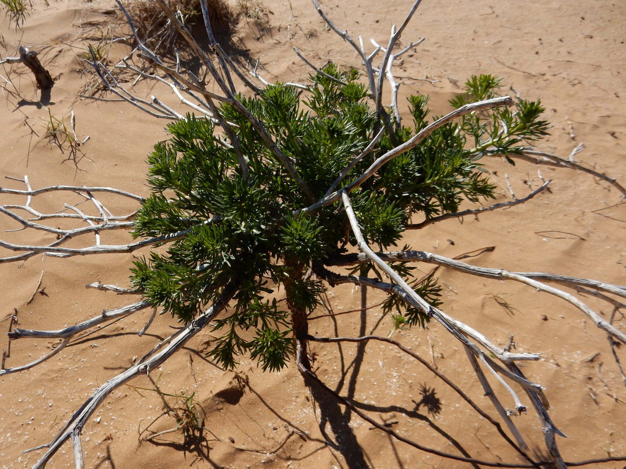 A desert plant is shown growing in sandy soil, with green foliage surrounded by numerous dry, white branches extending outward from its base. The contrast between the vibrant leaves and the bleached, lifeless stems highlights the plant’s adaptation to arid conditions. Lighting is natural, emphasizing the textures and tonal differences between the living and dry components.