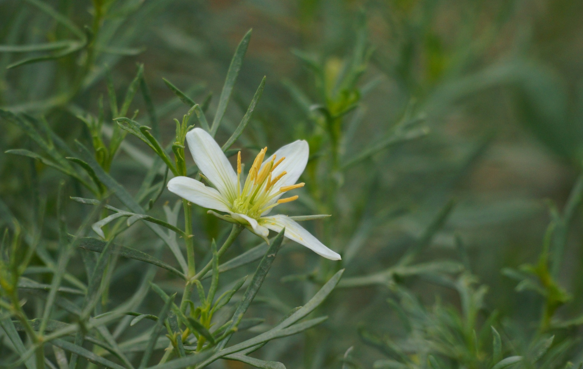 A close-up view shows a white flower with long yellow stamens emerging from its center, surrounded by slender, elongated green leaves. The petals are delicate and slightly curved, and the stamens extend outward with fine filaments tipped in yellow. The background is softly blurred, drawing attention to the flower’s structure and contrast between the white petals and vibrant stamens. Lighting is natural, highlighting the textures and subtle color variations.