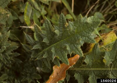 A group of green leaves is shown in close-up, with several displaying spiny edges and a rough, lobed texture. The spines are prominent along the margins, and the leaf surfaces appear slightly wrinkled. A brown, dried leaf from a different plant lies across one of the spiny leaves, contrasting with the green foliage.