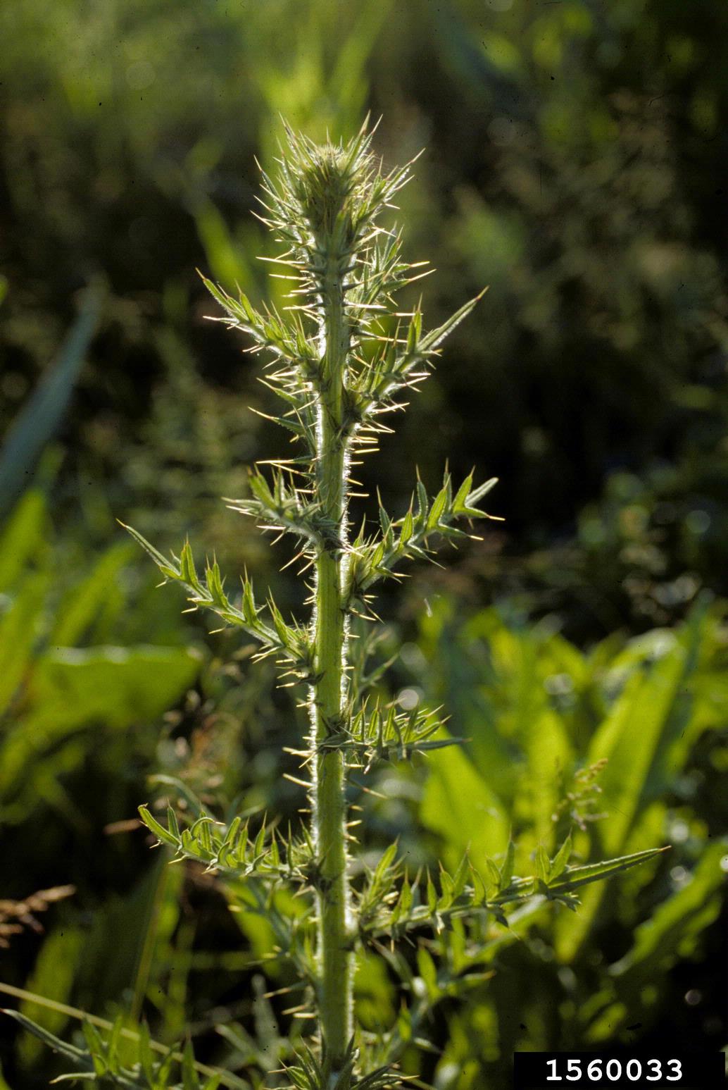 A close-up view of a plant stem is shown with numerous sharp thorns and narrow, pointed leaves. The stem is upright and green, with spines protruding outward along its length. The leaves are slender and serrated, with spiny edges that match the stem’s defensive texture. The background includes blurred green vegetation, suggesting a natural outdoor setting. Sunlight illuminates the plant, enhancing the visibility of its surface details.
