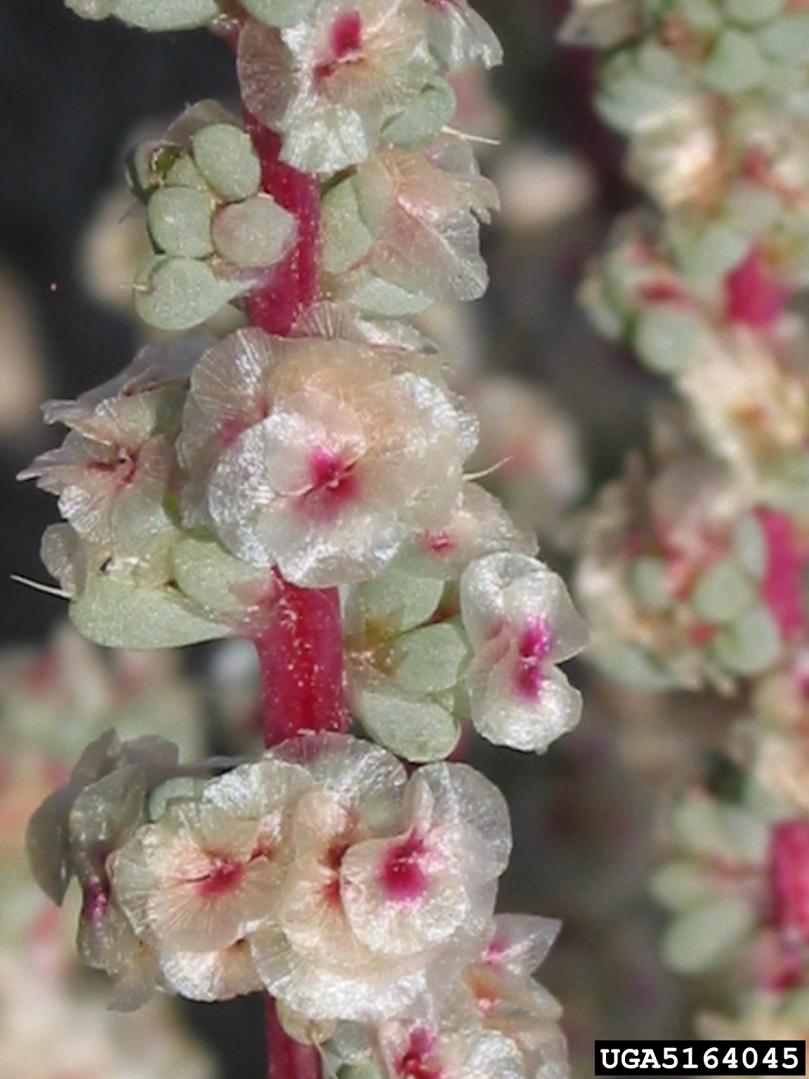 A close-up view shows a flowering plant with pale, translucent petals and pinkish-red centers. The flowers and green buds are arranged along a red stem, with the buds tightly clustered and the flowers spaced more loosely. The background is softly blurred, keeping focus on the plant’s structure and coloration.