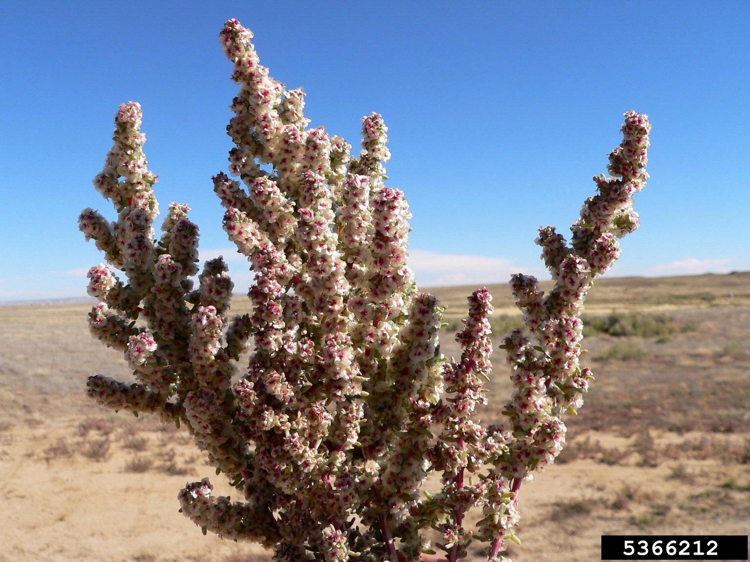 A close-up view shows a flowering plant with upright stems bearing dense clusters of small white flowers. Each flower has a pink center, creating a speckled appearance along the stems. The background features dry, open terrain with sparse vegetation under a clear blue sky, suggesting a desert or semi-arid environment.