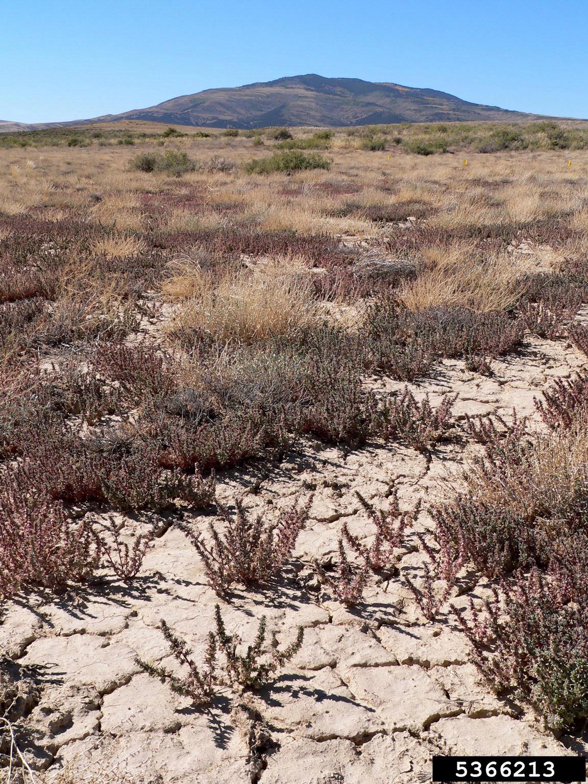 A dry landscape is shown with cracked soil and sparse vegetation in the foreground, including low shrubs and grasses. The terrain appears arid, with reddish and pale plant tones suggesting drought-adapted species. In the background, a mountain range rises under a clear blue sky.