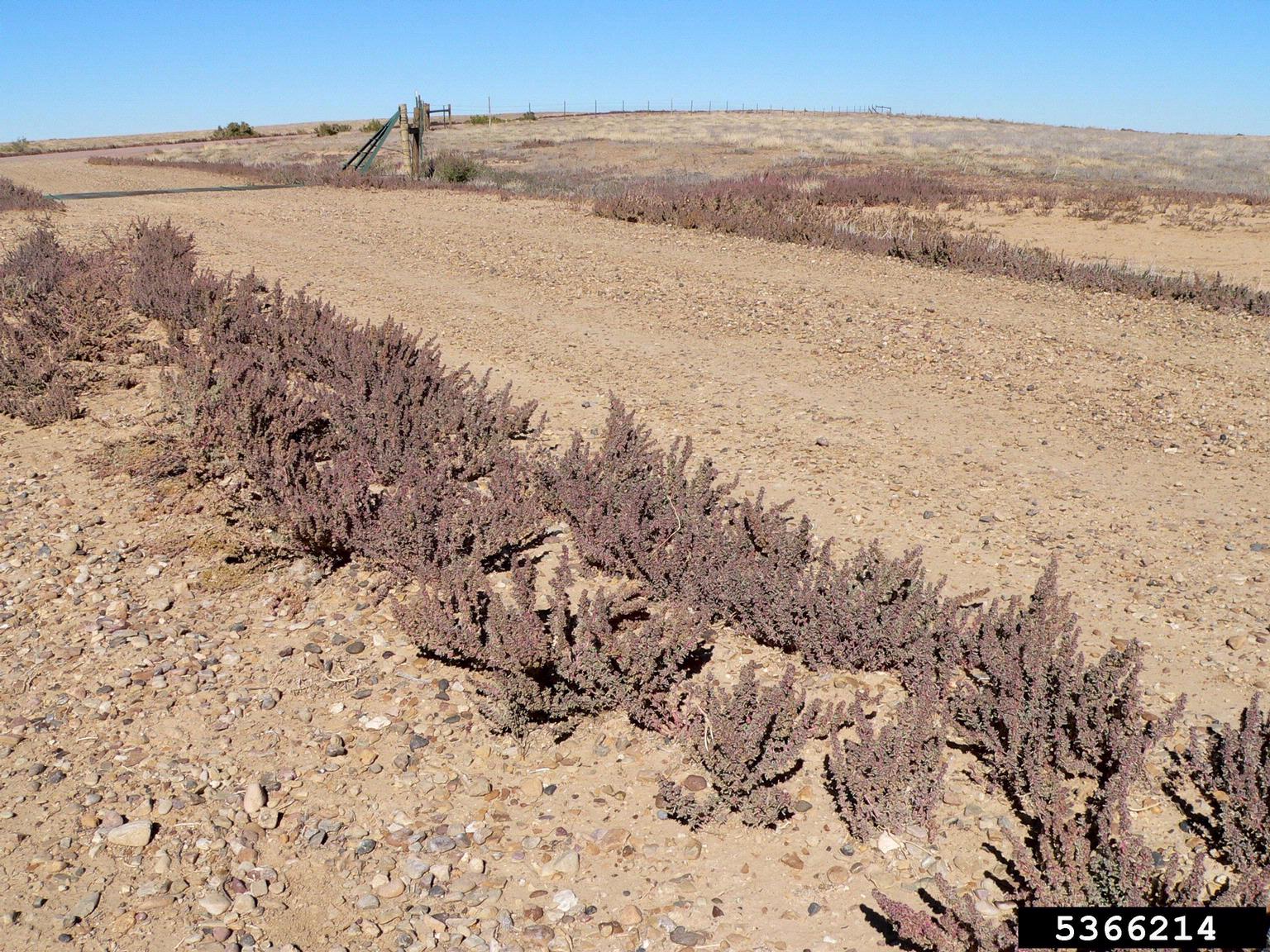 A dry landscape is shown with a dirt road running through rocky terrain. Low-growing shrubs with purplish tones border the road, and scattered plants appear in the background. A wooden gate and fence are visible in the distance, suggesting a boundary or entrance.