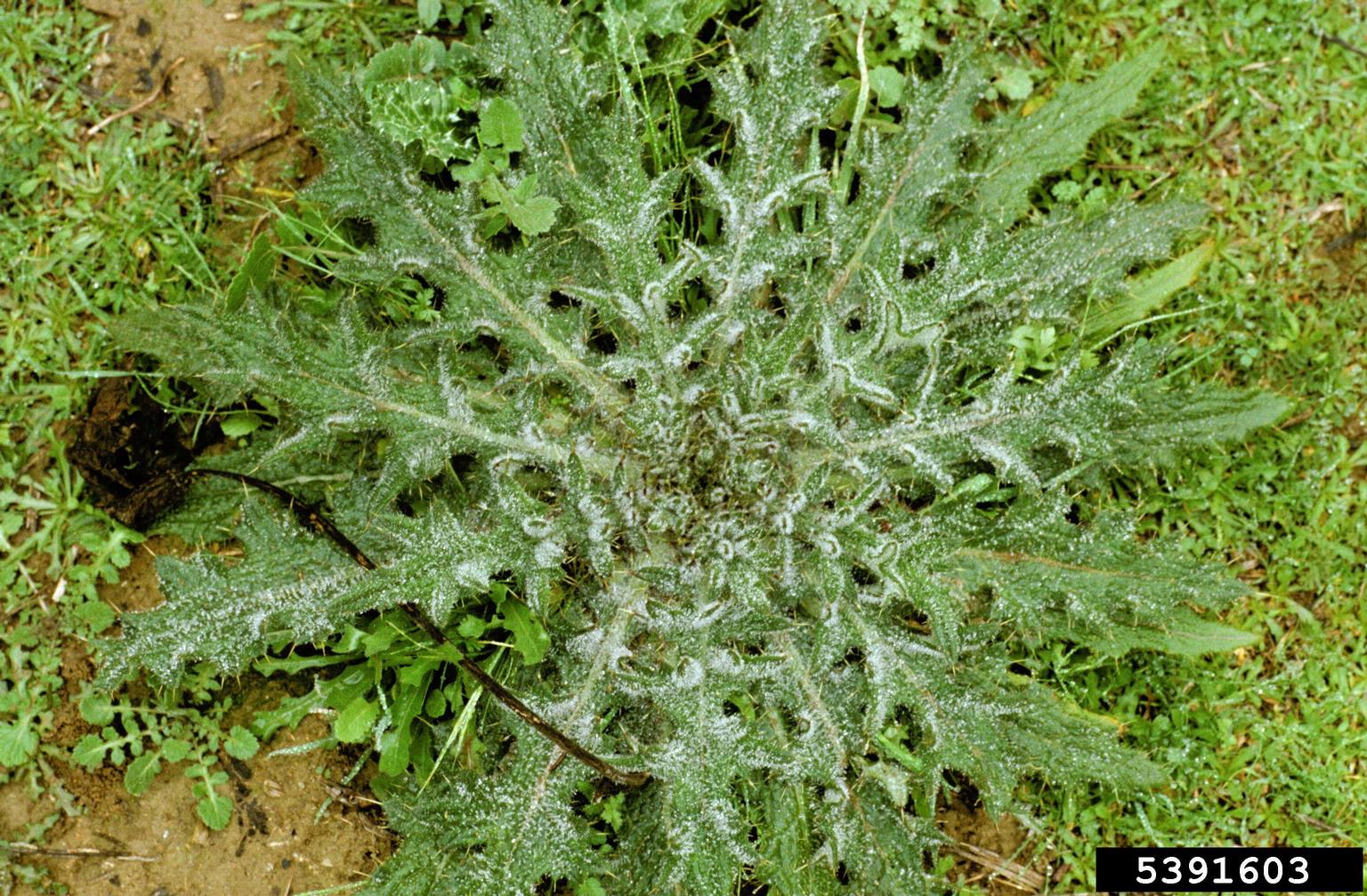 A rosette-forming plant is shown growing on a grassy patch of ground. The leaves radiate outward from a central point in a circular pattern and are lobed with sharp spines along the edges. Fine white hairs cover the leaf surfaces, giving them a frosted appearance. The background includes grass and soil, suggesting a natural or unmanaged setting.