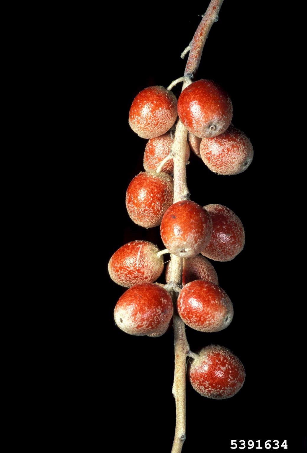A close-up view shows a branch bearing multiple small, round fruits with a reddish-brown hue and a speckled or frosted surface. The fruits are clustered along a light brown, slightly textured stem. The background is entirely black, which accentuates the color and surface detail of the fruits and branch.