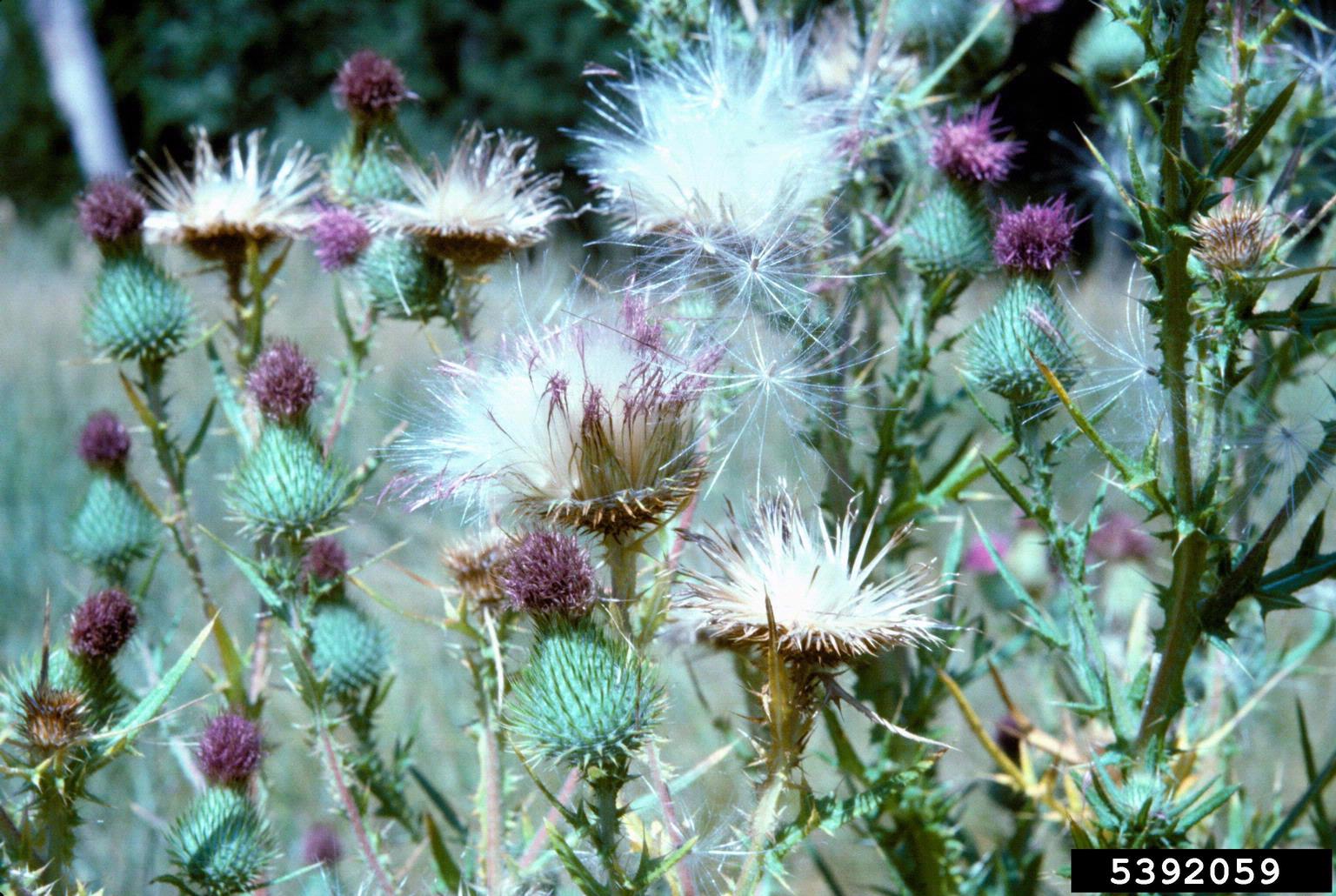A group of thistle plants is shown in close-up, displaying various stages of bloom and seed dispersal. The stems and leaves are green and spiny, and the flower heads range from purple buds to fluffy white seed heads. The white tufts are composed of fine, feathery structures that aid in wind dispersal. The background is softly blurred, emphasizing the plants’ reproductive features and defensive morphology.