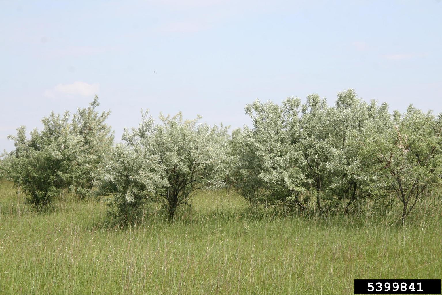 A group of trees is shown growing in a grassy field under a mostly clear sky. The foliage is silvery-green and dense, with narrow leaves and bushy branching. The trees are closely spaced, forming a continuous thicket across the middle of the image. In the foreground, tall grass with upright stems and feathery tops is visible.