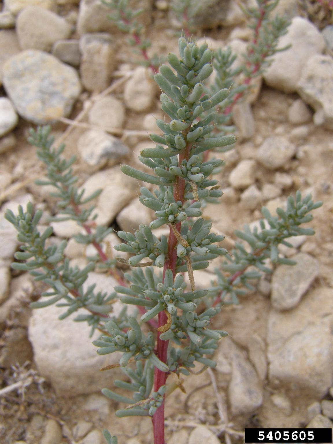 A close-up view shows a desert plant with fleshy, cylindrical bluish-green leaves clustered along reddish stems. The leaves are smooth and compact, forming rounded groupings that hug the stem. The plant is growing in rocky, dry soil with light-colored stones scattered across the background.