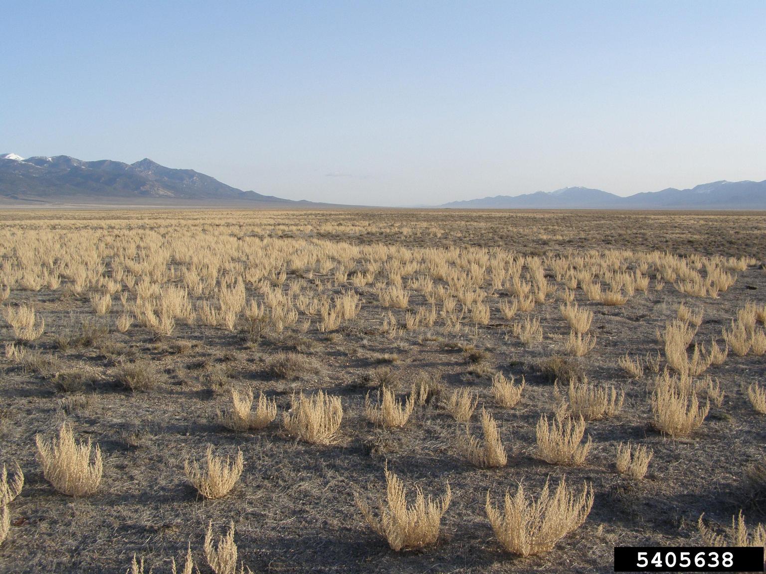 A wide, arid landscape is shown with flat terrain and sparse vegetation. Small, dry shrubs are scattered uniformly across the ground, and the soil appears cracked and pale. In the distance, a mountain range stretches along the horizon beneath a clear blue sky.