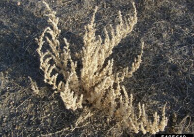 A dried plant is shown growing in arid soil with a rough, rocky surface. It has a bushy structure composed of numerous thin, elongated branches covered in small, pale, dried leaves or flowers. The surrounding area includes sparse vegetation, scattered twigs, and dry earth, indicating a desert or semi-arid environment.