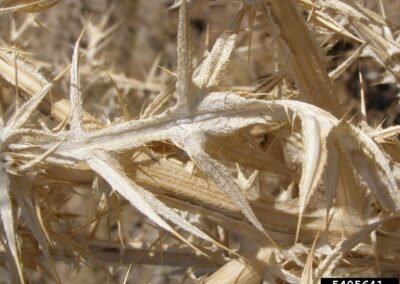 A dry, spiny plant is shown in close-up against a neutral background. The stems are light tan and fibrous, with numerous long, sharp thorns protruding outward in all directions. The thorns are densely packed and vary slightly in length, forming a rigid, defensive structure. The plant appears desiccated, with no visible leaves or flowers.